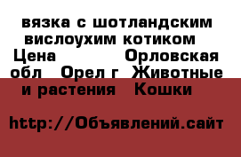 вязка с шотландским вислоухим котиком › Цена ­ 1 500 - Орловская обл., Орел г. Животные и растения » Кошки   